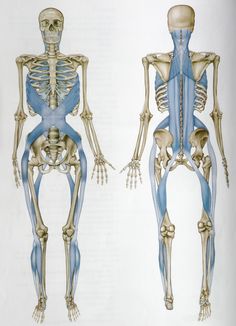 anatomy trains for manual therapists